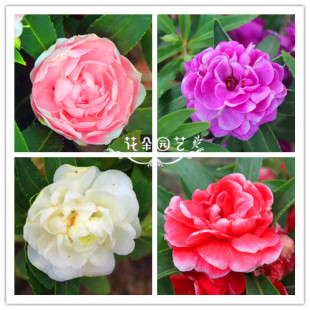 凤仙花 阳台盆栽 凤仙指甲花 七彩凤仙种子 重瓣茶花凤仙种子