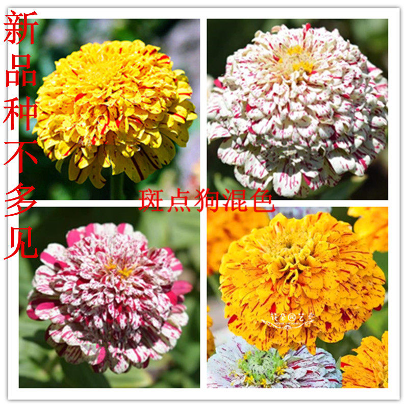 百日草斑点狗 渐变色 糖果 绿色百日草 步步登高  百日草喷点带斑