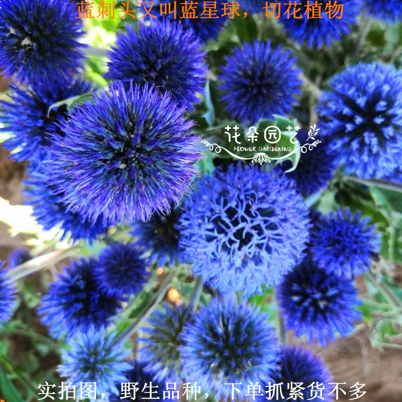蓝刺头*对版*野生品种*高山刺芹*夏花型*花型大*可做切花*蓝星球*
