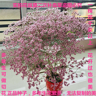 二次补血草*二色补血草 血见愁 苍蝇草 匙叶草 干枝梅 永不凋零