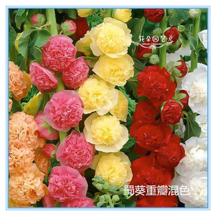 大红花 蜀葵花种 单色 室外种植 多年生 蜀葵一丈红园艺 重瓣蜀葵