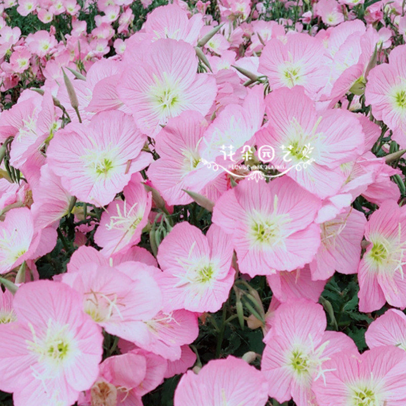 美丽月见草*月见草*多年生耐寒*待霄草,山芝麻,野芝麻*粉白色花