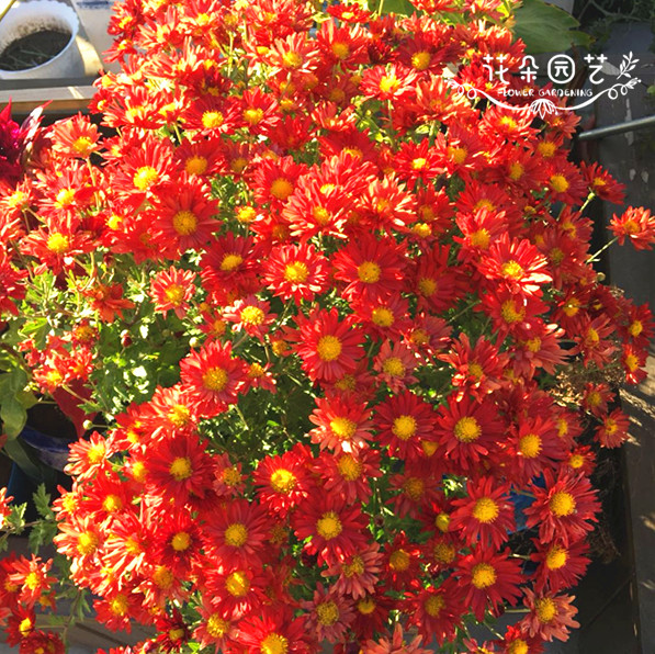 千头菊地栽宿根耐寒园艺花种子