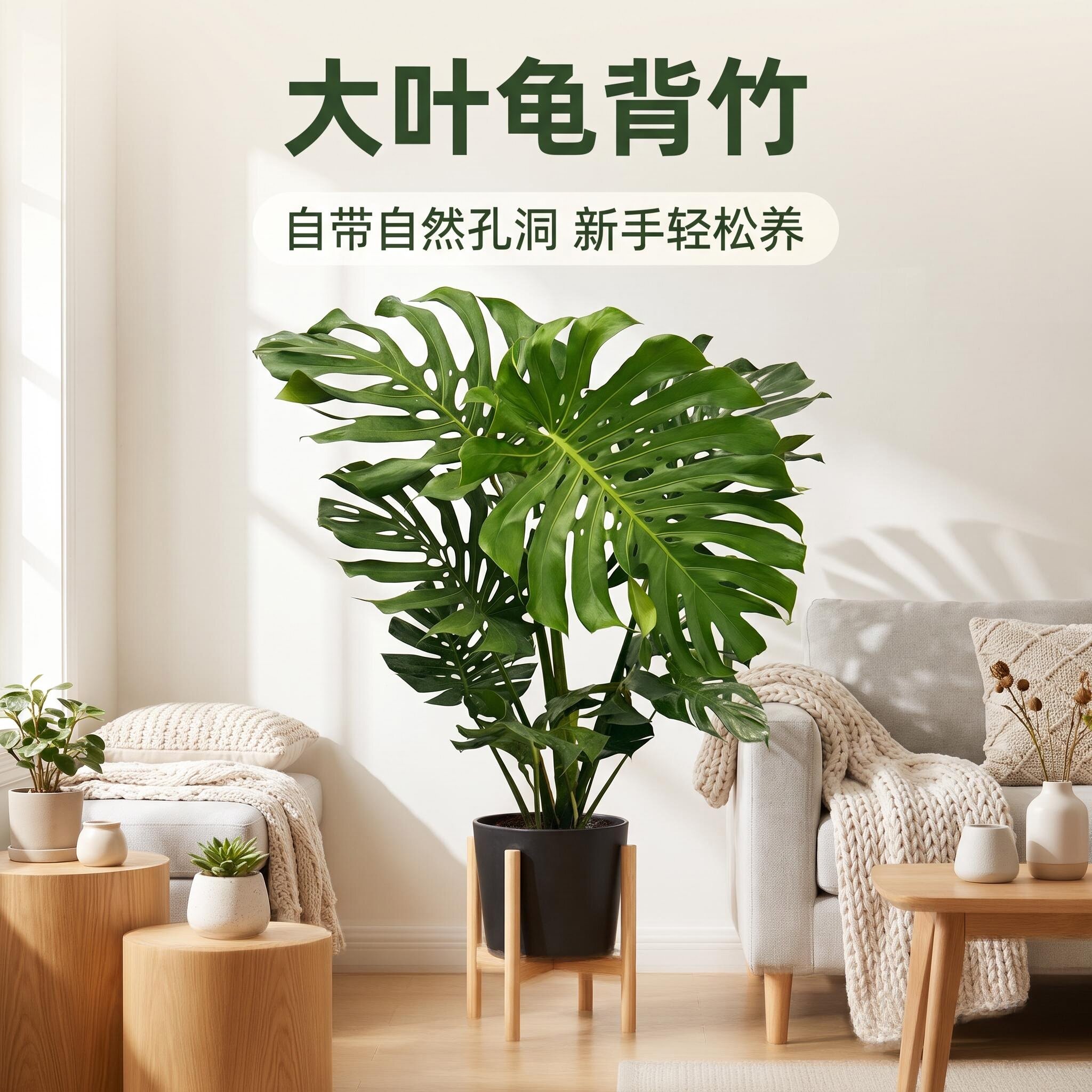 向氏花语老桩巨叶龟背竹懒人绿植图片