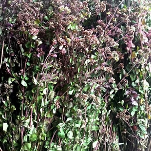 阿坝松潘野生地胡椒茶百里香