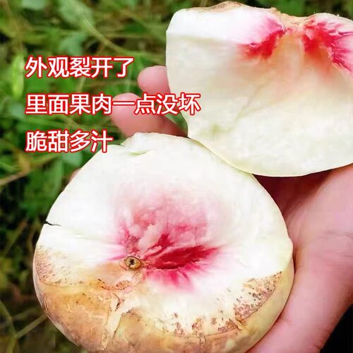 晚熟秋桃树果苗脆甜丑桃子苗树爆炸桃树活苗南方北方种植果树果苗