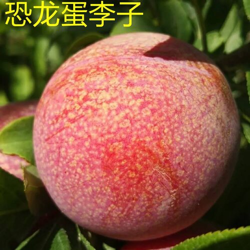 美国恐龙蛋李子苗嫁接特大红心李子苗南北方种植盆栽地栽当年结果