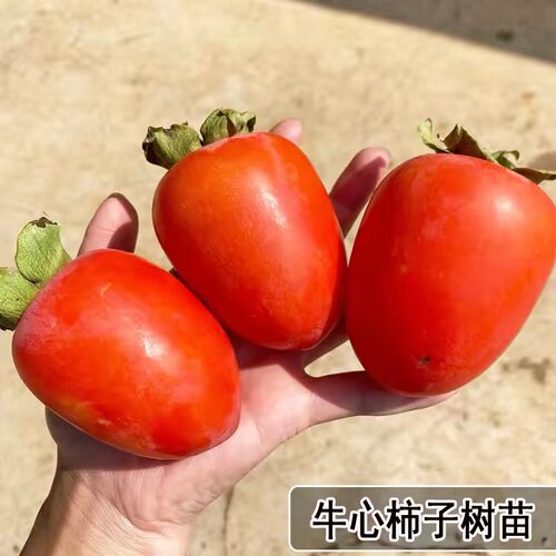 牛心柿子苗树南方柿子树庭院果树北方耐寒软柿子树果苗柿子树活苗