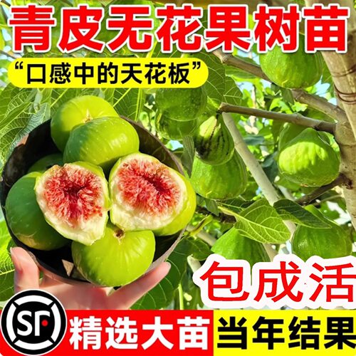 土球带叶青皮无花果树果苗南方北方矮化盆栽糖包无花果苗当年结果
