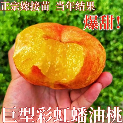 巨型彩虹油蟠桃树苗嫁接正宗特大新品种早熟特甜盆栽地栽北方南方