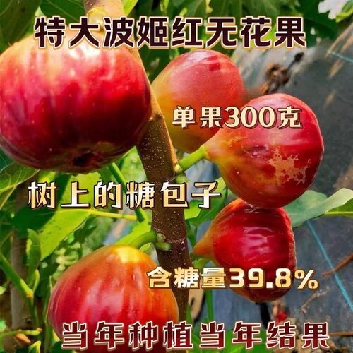 无花果树苗大果耐寒波姬红无花果苗盆栽地栽南北方种植当年结果苗