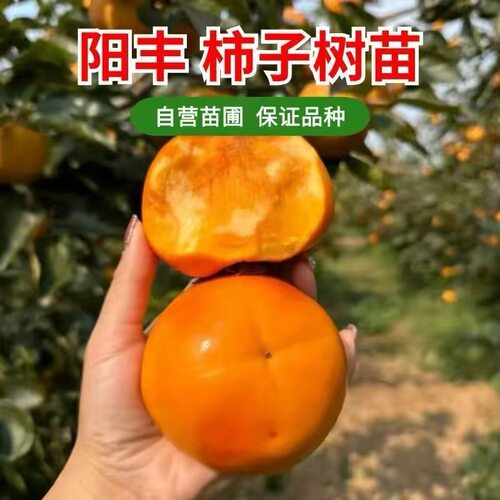 阳丰冰糖心脆甜柿子苗阳丰巧克力柿子树苗嫁接特大柿树真品
