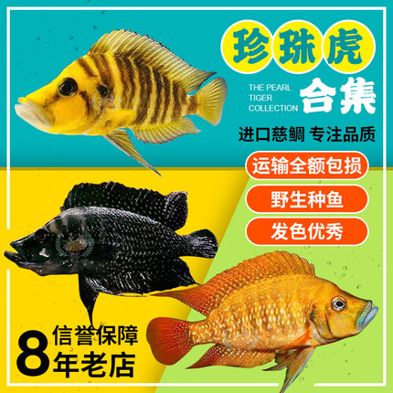 三湖慈鲷 黄金虎 金头虎 黑喷虎 白喷虎 珍珠虎  坦鲷 虎鱼