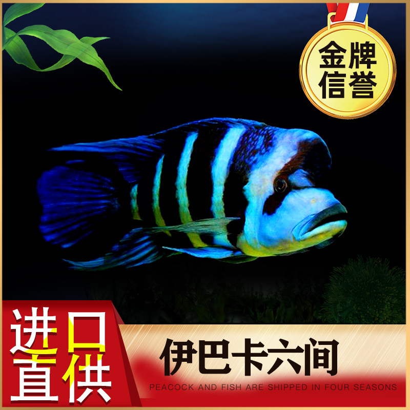 三湖慈鲷伊巴卡六间活体观赏鱼