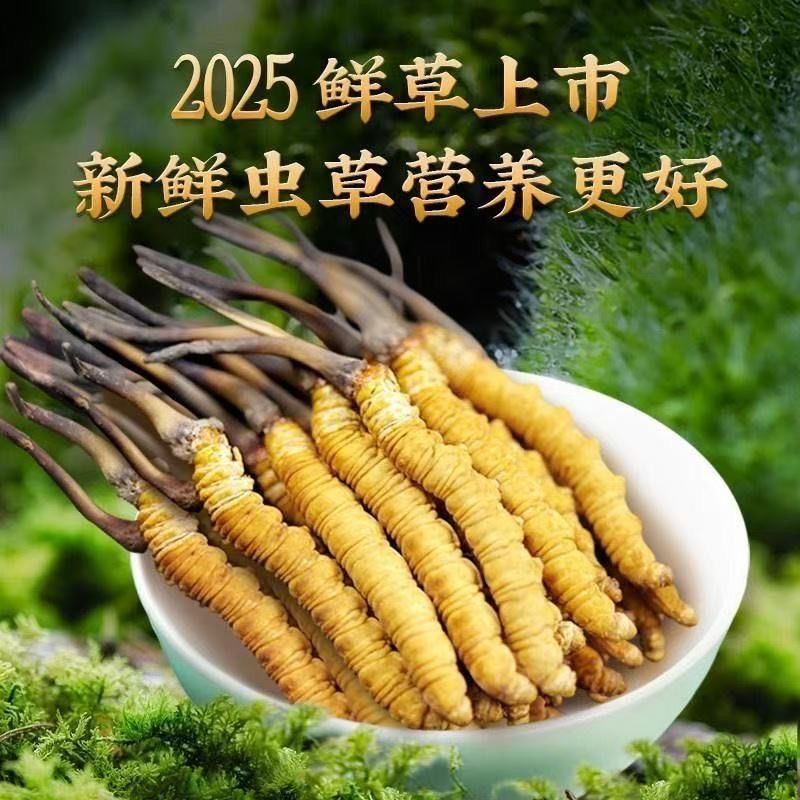 新鲜冬虫夏草2025正品高海拔鲜虫草头期鲜草西藏那曲泡酒