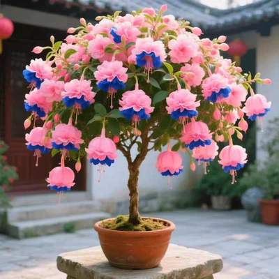 宝莲灯灯笼花树苗盆栽地栽庭院阳台耐寒耐热适合南北方种植耐寒树