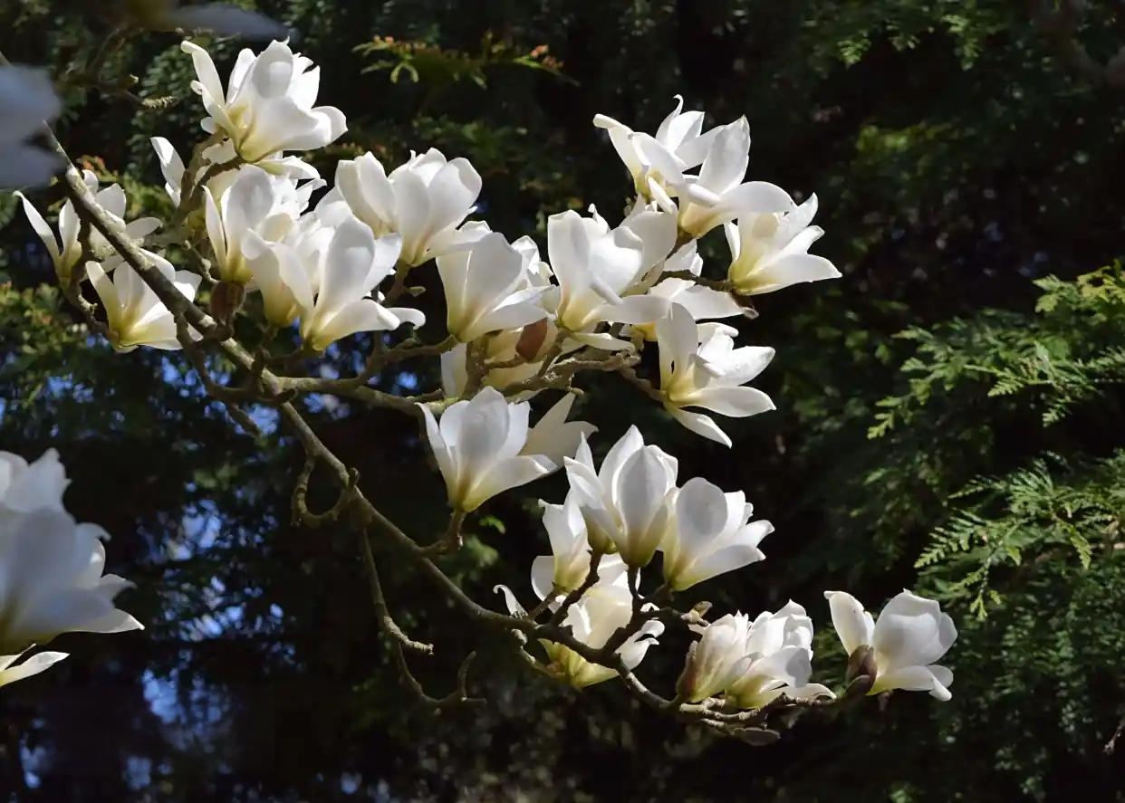 黄山木兰树苗盆栽地栽庭院阳台耐寒耐热适合南北方种植耐寒树