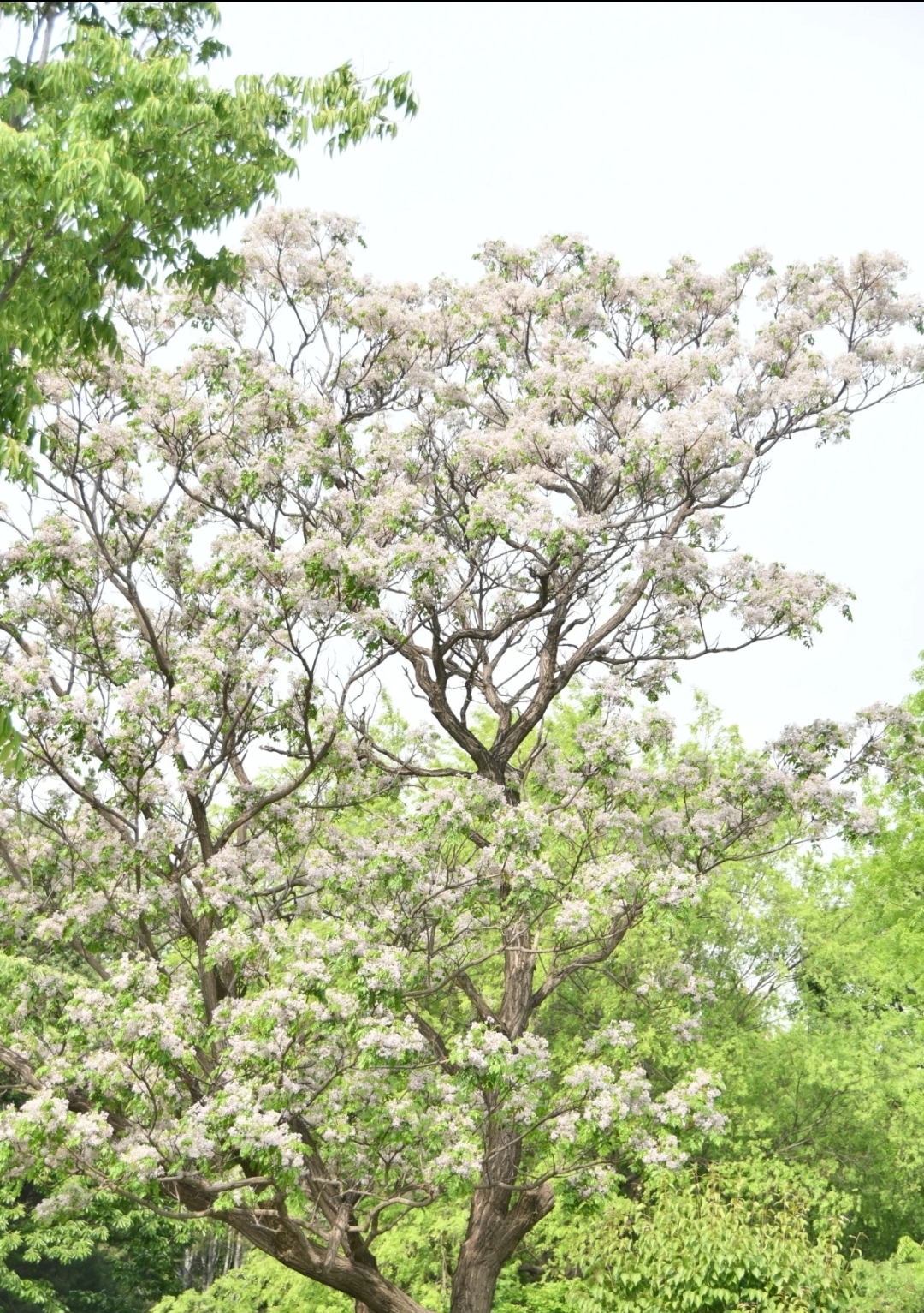 楝盆栽地栽庭院阳台耐寒耐热三季开花适合南北方种植耐寒树