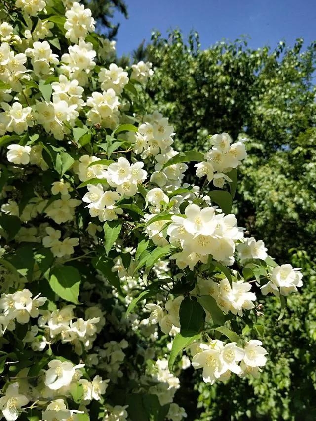 太平花树苗盆栽地栽庭院阳台耐寒耐热适合南北方种植耐寒树