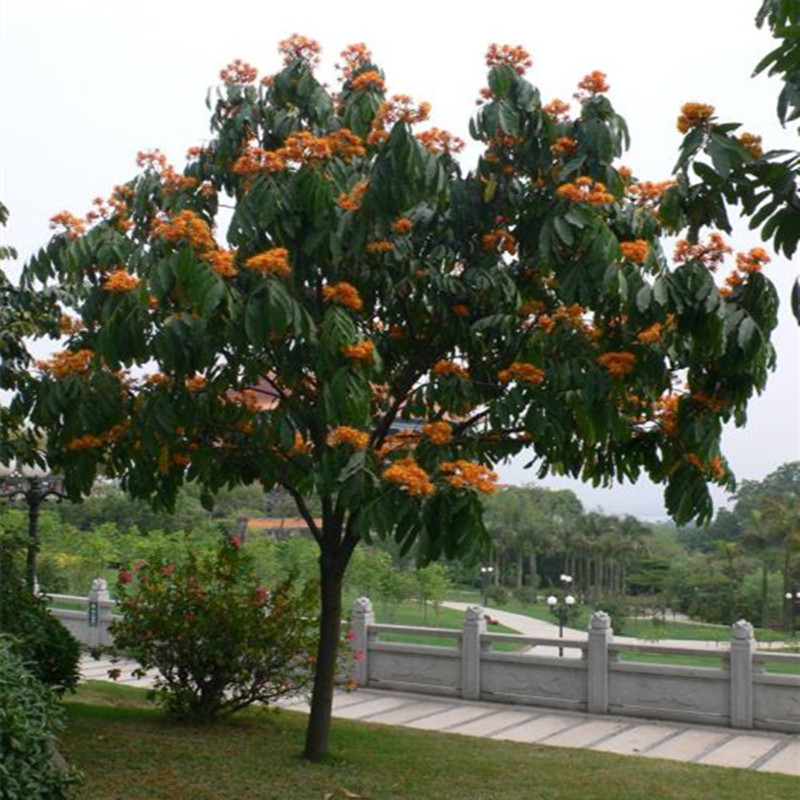 中国无忧花树苗火焰花庭院植物绿化树苗珍稀名贵树苗盆栽地栽