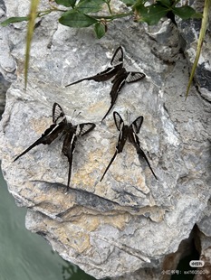 小凤蝶未展翅原蝶真蝴蝶标本线下研学DIY材料