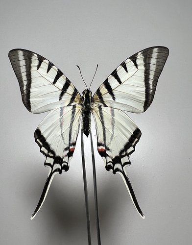 地神阔凤蝶未展翅原蝶真蝴蝶标本