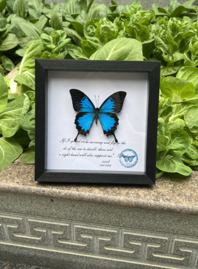 天堂凤蝶Papilio ulysses原蝶标本未展翅真蝴蝶