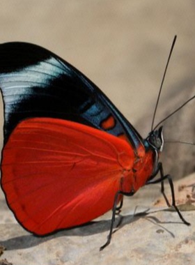 炬蛱蝶Panacea prola原蝶未展翅真蝴蝶标本