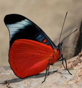 炬蛱蝶Panacea prola原蝶未展翅真蝴蝶标本