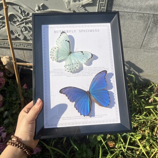 蓝闪蝶真蝴蝶标本家居装饰画课桌摆件生日情人节教师节创意礼物