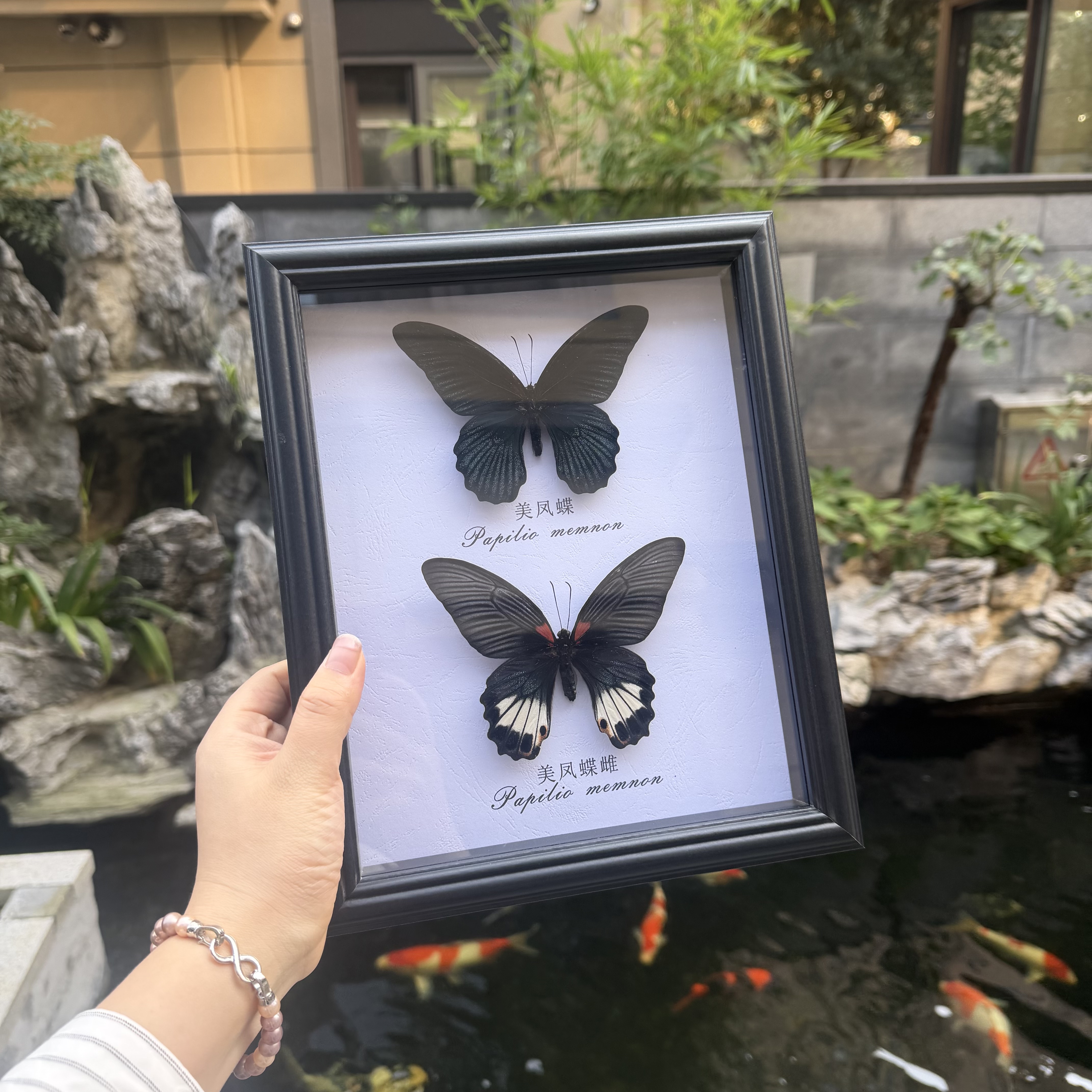 美凤蝶雌雄同框真蝴蝶标本家居装饰画课桌摆件生日情人节礼物推荐