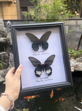 美凤蝶雌雄同框真蝴蝶标本家居装饰画课桌摆件生日情人节礼物推荐