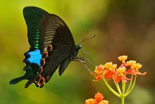 巴黎翠凤蝶未展翅原蝶标本科普教学材料