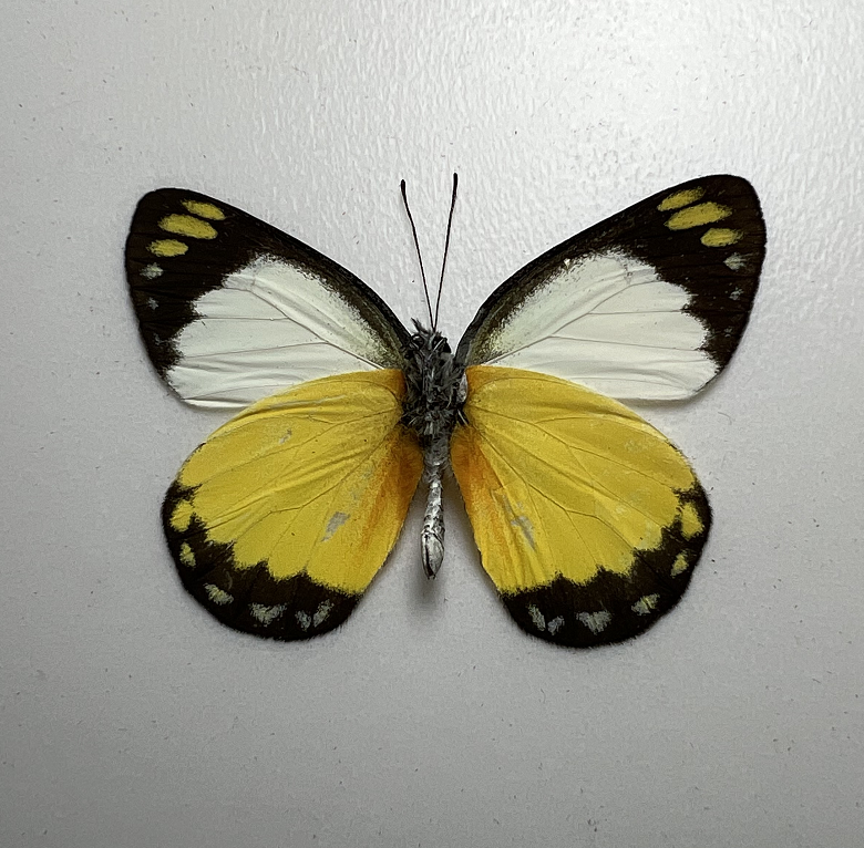 鲂斑粉蝶 delias dorylaea 原蝶未展翅蝴蝶真蝴蝶标本