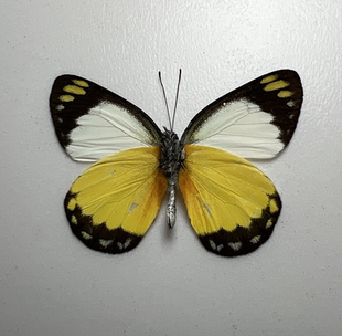 鲂斑粉蝶 Delias dorylaea 原蝶未展翅蝴蝶真蝴蝶标本