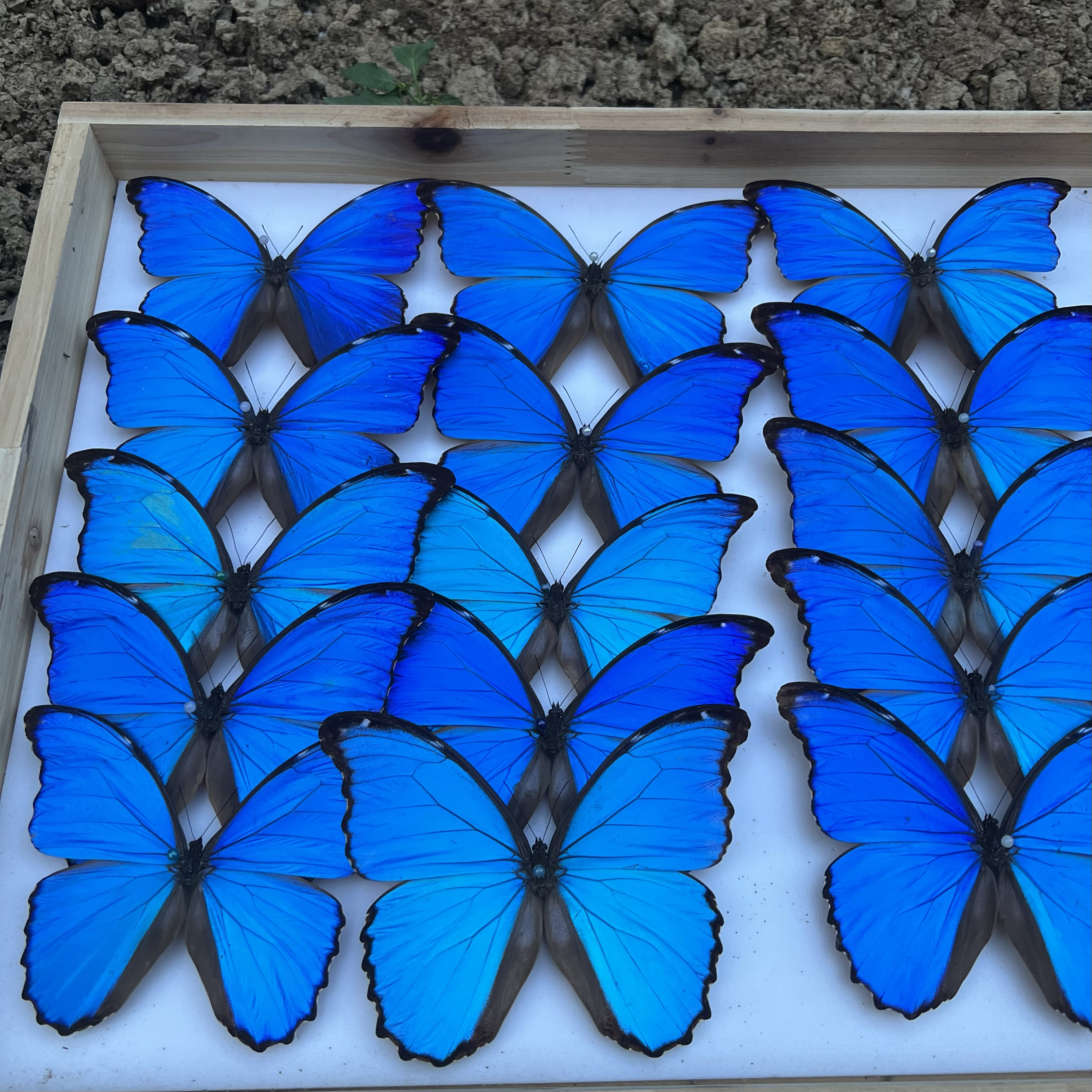 大蓝闪蝶各种闪蝶已展翅盒装压棉DIY材料