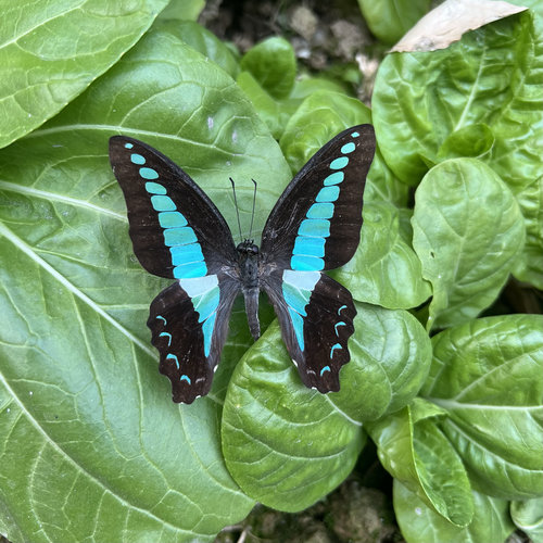 青凤蝶未展翅原蝶真蝴蝶标本