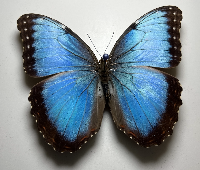海伦闪蝶 morpho helenor carillensis未展翅原蝶真蝴蝶标本
