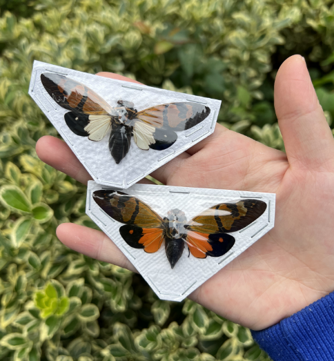 庆斑蝉gaeana festiva已展翅昆虫标本