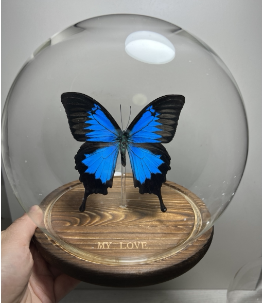 真蝴蝶标本水晶球玻璃罩家居摆饰生日礼品情人节礼物