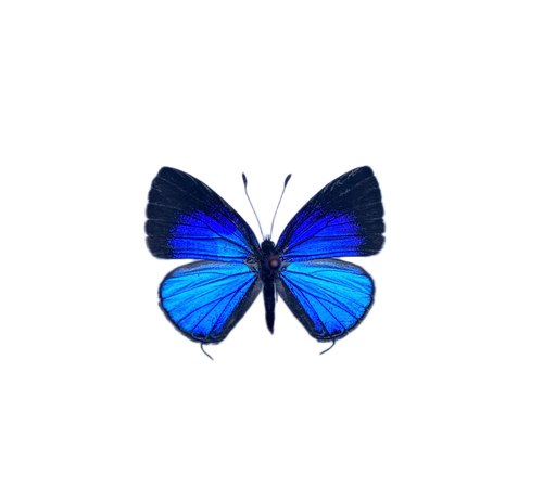 雅灰蝶未展翅原蝶真蝴蝶标本