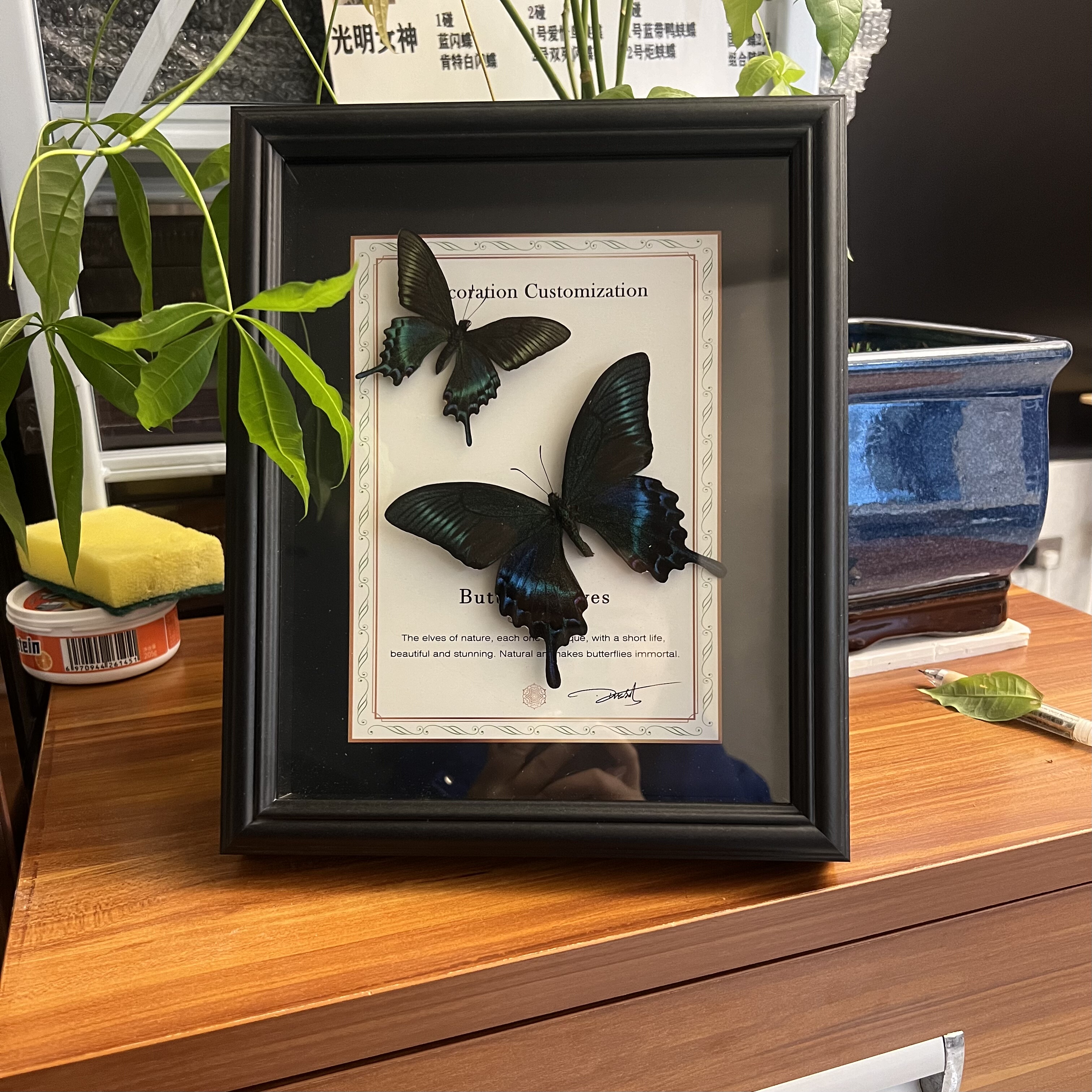 春型和夏型绿带翠组合蝴蝶标本摆件家居装饰画相框成品送男女友