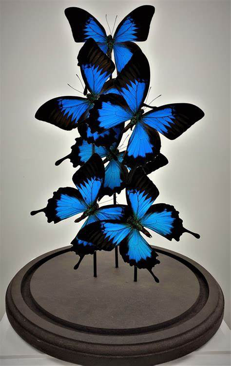 天堂凤蝶papilio ulysses原蝶标本未展翅真蝴蝶
