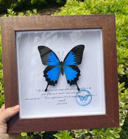 蓝闪蝶光明女神蝶夜明珠闪蝶真蝴蝶标本家居装饰画情人节生日礼物