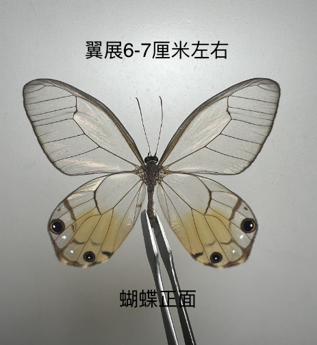 黄水晶眼蝶真蝴蝶标本科普教学拍照摄影道具