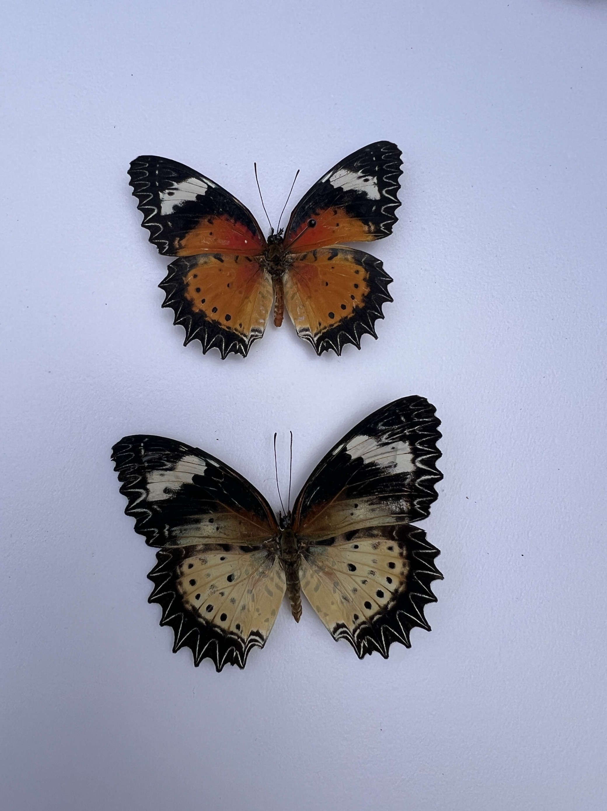 白带锯蛱蝶未展翅原蝶真蝴蝶标本科普教学标本