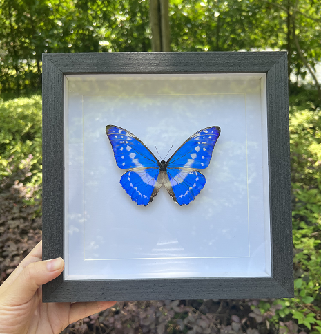 塞浦路斯闪蝶morpho cypris原蝶未展翅 真蝴蝶标本