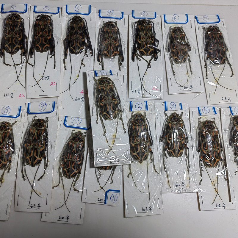 长臂天牛acrocinus longimanus干制昆虫原虫标本天牛标本真昆虫