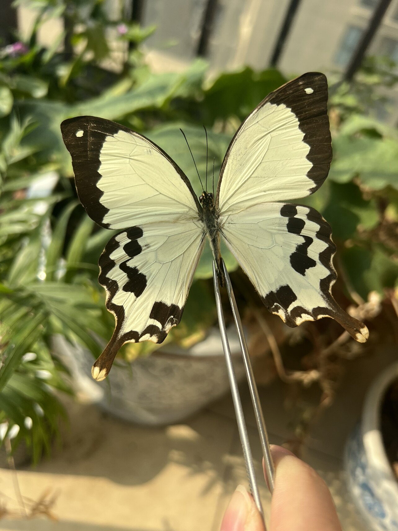 非洲白翠凤蝶papilio dardanus meriones亚种未展翅原蝶