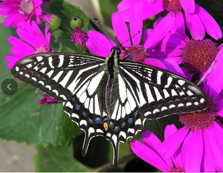 柑橘凤蝶未展翅原蝶蝴蝶标本